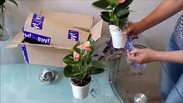Очередная распаковка посылки с двумя Антуриумами Спирит (Spirit) смотреть онлайн