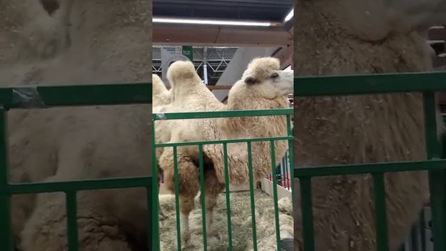 Корабль пустыни. Верблюд смотреть онлайн