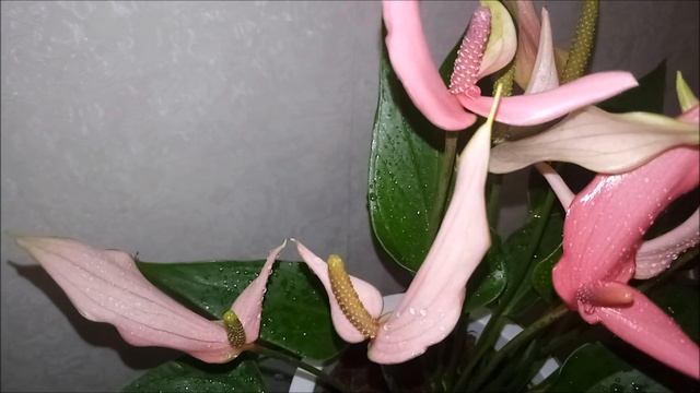 Антуриум Лилли (Lilli), видео обзор смотреть онлайн