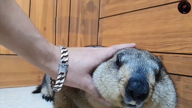 сварливый толстый сурок