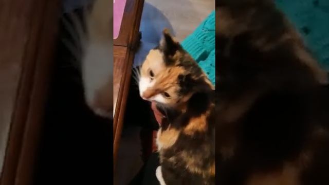 Кошечка Люся любит, когда её ласкают и гладят смотреть онлайн