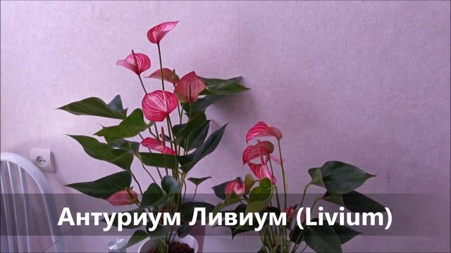 Антуриум Ливиум (Livium), обзор сорта смотреть онлайн