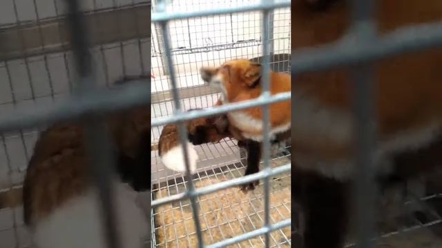 Лисица и ...., пишите в комментарий кто рядом с лисой смотреть онлайн