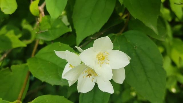 Порасло все травой/дожди/жизнь на Кубани @oksanaNEWLIFE смотреть онлайн