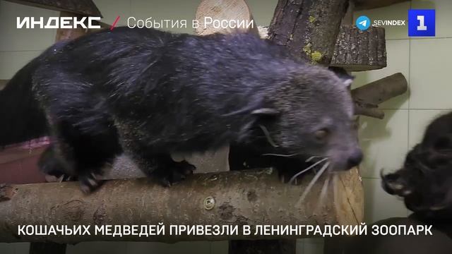 Кошачьих медведей привезли в Ленинградский зоопарк смотреть онлайн