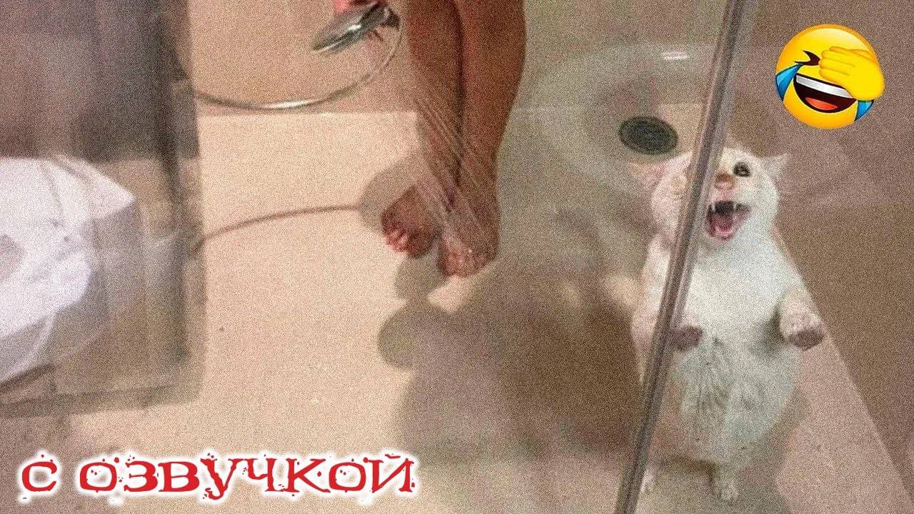Приколы с котами! С озвучкой! САМЫЕ СМЕШНЫЕ ЖИВОТНЫЕ! СМЕШНЫЕ КОТЫ! смотреть онлайн