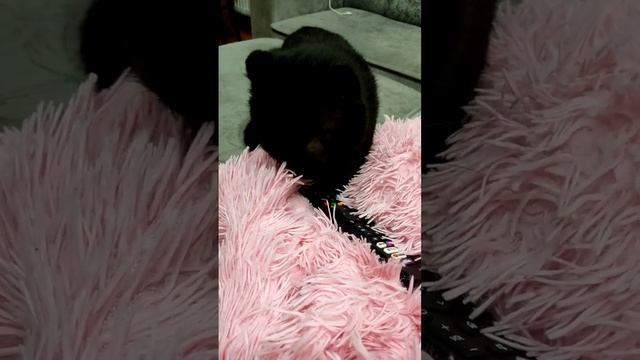 Готовится Касенька спатки @oksanaNEWLIFE смотреть онлайн