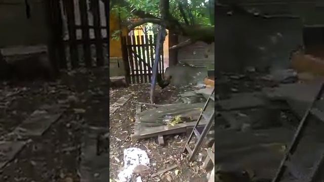 Красивый серый гусь - потерялся смотреть онлайн