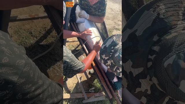 Узируем белугу смотреть онлайн