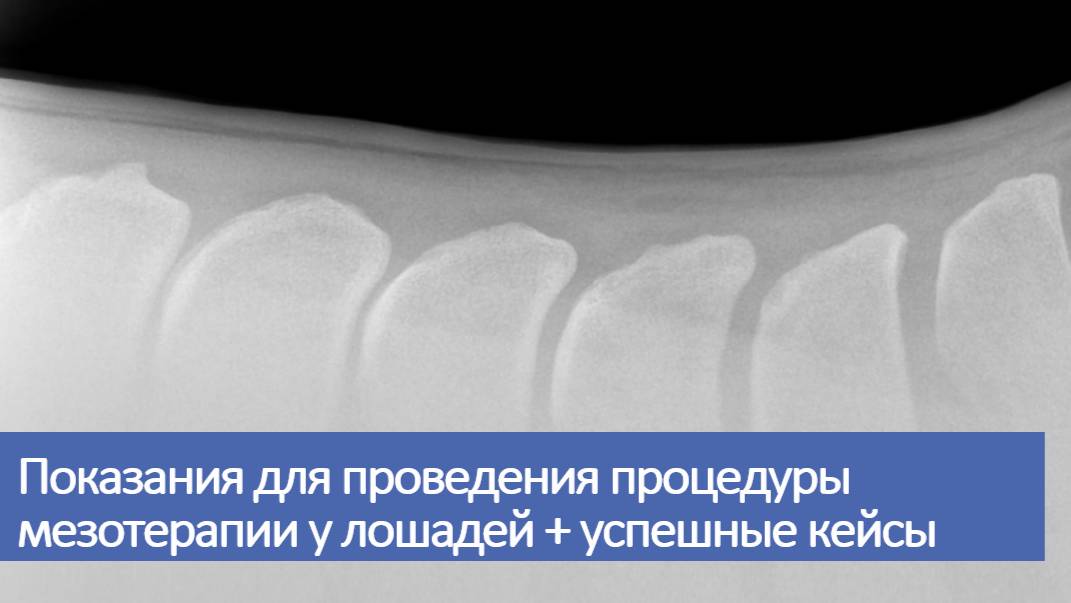 Мезотерапия лошадей 2 лекция