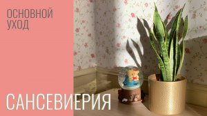 №34. Сансевиерия (щучий хвост). Как ухаживать в комнатных условиях.