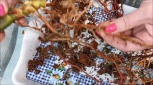 В какой горшок посадить антуриум? Почему в высоком горшке желтеют листья?