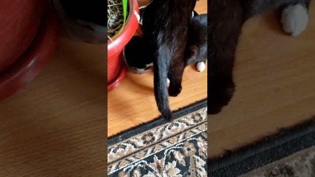 Завтрак @oksanaNEWLIFE смотреть онлайн