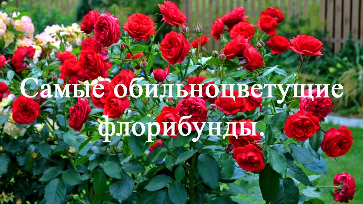Самые обильноцветущие розы флорибунды. Часть вторая. смотреть онлайн