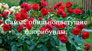 Самые обильноцветущие розы флорибунды. Часть вторая.