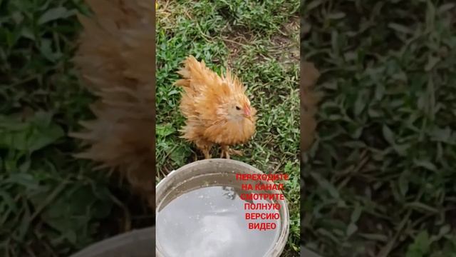 ЧУДО ПЕРНАТОЕ @oksanaNEWLIFE смотреть онлайн