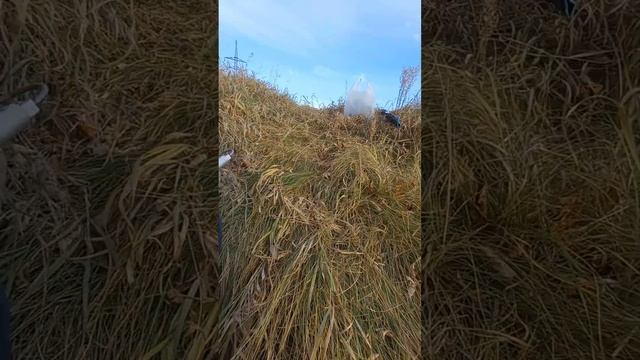 Рожденный ползать может тоже взлететь ;) Цитата со смыслом #цитата #цитатасутра #правда #правдажизн смотреть онлайн