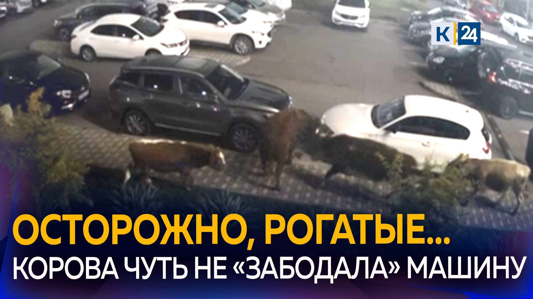 Коровы устроили драку на автопарковке в Сочи смотреть онлайн
