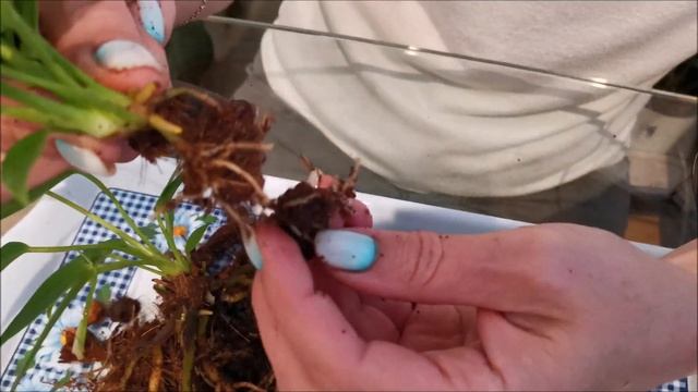 Отделяем деток, выращенных на пеньке антуриума смотреть онлайн