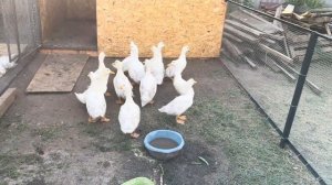 Сделали выгул для бройлеров и уток