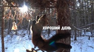 ПОКА САМЫЙ ЛУЧШИЙ ДЕНЬ!!! ТАЙГА ЖИВАЯ.