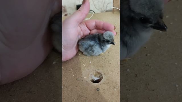 Чудо маленькое @oksanaNEWLIFE смотреть онлайн