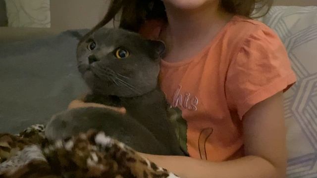 Терпеливый кот смотреть онлайн