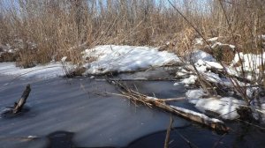 Приманка на бобра. Капканы на бобра.