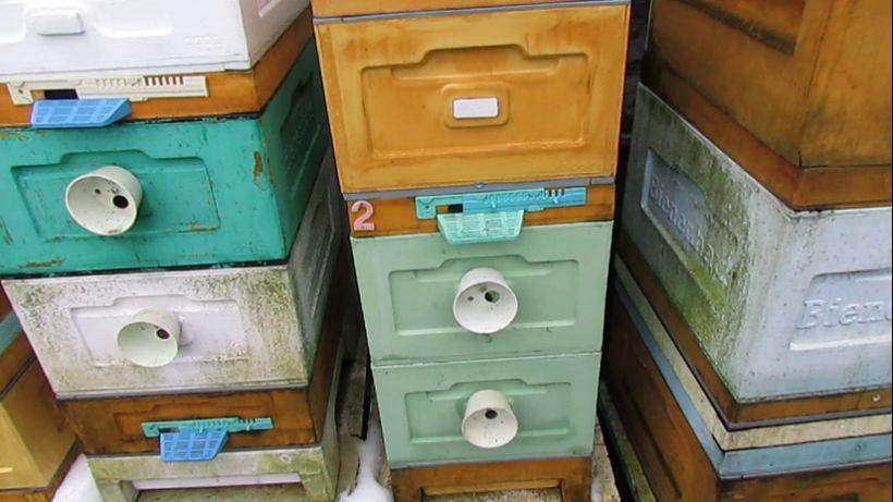 пчеловодство на ячейке 4,9 мм - часть 56, отводок после зимовки 7 апреля и 7 ноября 2024 года смотреть онлайн