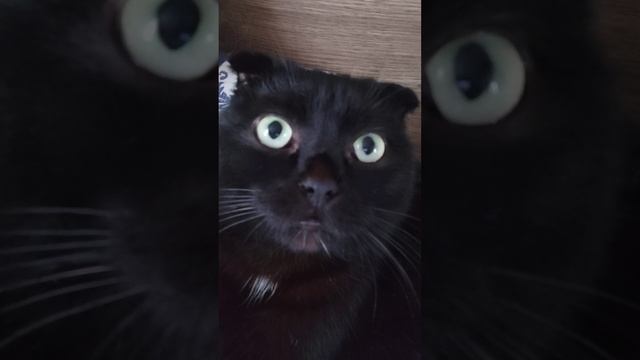 Мурчу @oksanaNEWLIFE смотреть онлайн