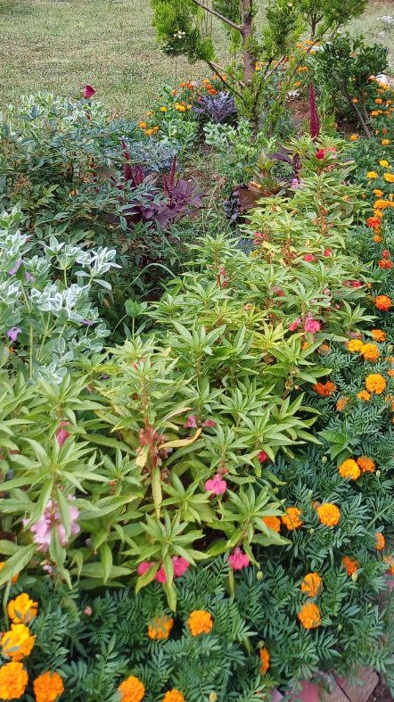 Цветы нашего сада 🌸🌷🌼🌹💐 #цветы #сад #природа #музыка #мир #яркость #лучший #лето #растения