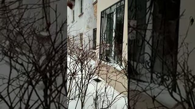 Голуби и воробьи смотреть онлайн