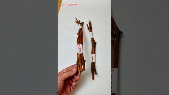 ТАКИЕ ЧЕРЕНКИ ХОРОШО УКОРЕНЯЮТСЯ: ВОТ ЧТО НУЖНО ЗНАТЬ О ЧЕРЕНКАХ ВИНОГРАДА ПРИ ПОКУПКЕ ﻿ смотреть онлайн