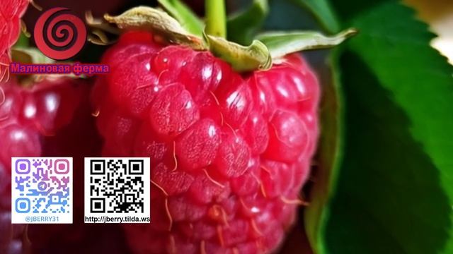 Ароматные Сушеные Ягоды Малины смотреть онлайн