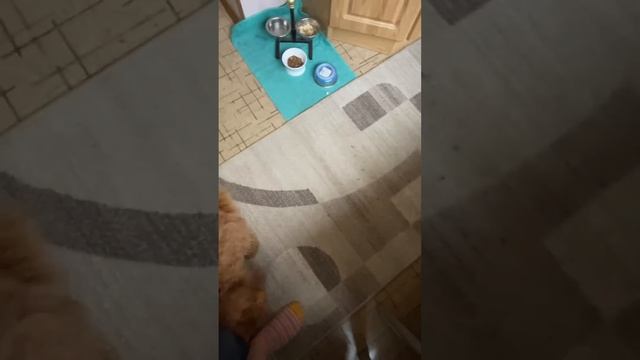 Процесс привыкания 🫣😂