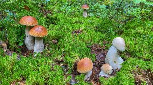 В ЭТОМ ЛЕСУ ГРИБОВ НЕМЕРЕНО! ФАНТАСТИЧЕСКАЯ ТИХАЯ ОХОТА | БЕЛЫЕ ГРИБЫ 2021