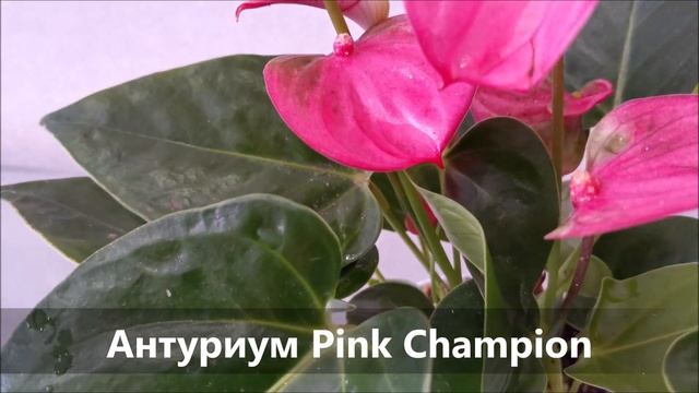 Антуриум Пинк Чемпион (Pink Champion), обзор сорта смотреть онлайн