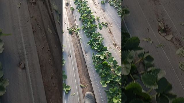 зачистили клубнику от травы 🍓🍓🍓 смотреть онлайн