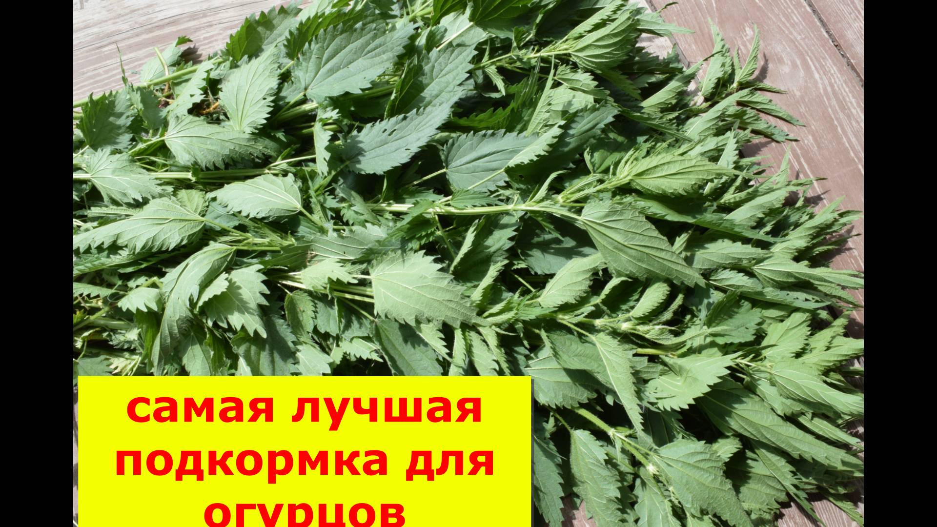 Настой из крапивы для подкормок смотреть онлайн