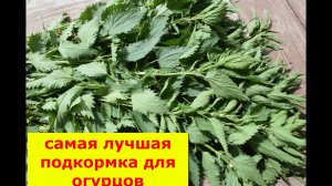 Настой из крапивы для подкормок