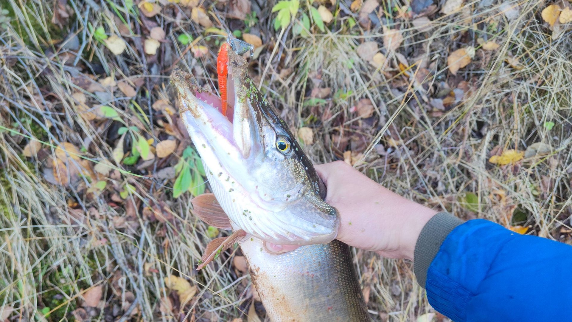 Рыбалка.Ловля на спиннинг и жерлицы.Первый лед.Последние грибы. смотреть онлайн