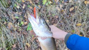 Рыбалка.Ловля на спиннинг и жерлицы.Первый лед.Последние грибы.