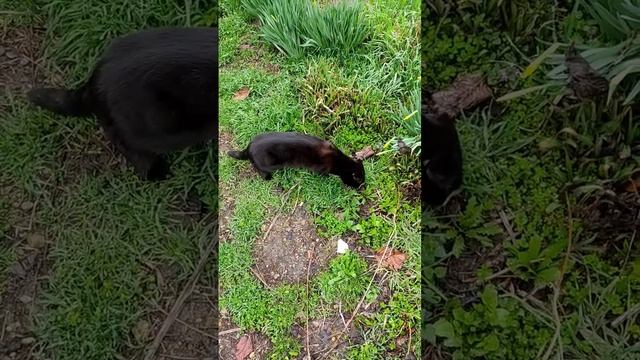 Травоядный кись @oksanaNEWLIFE смотреть онлайн