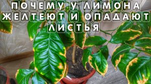 Почему у лимона желтеют и опадают листья ЧТО ДЕЛАТЬ КАК СПАСТИ