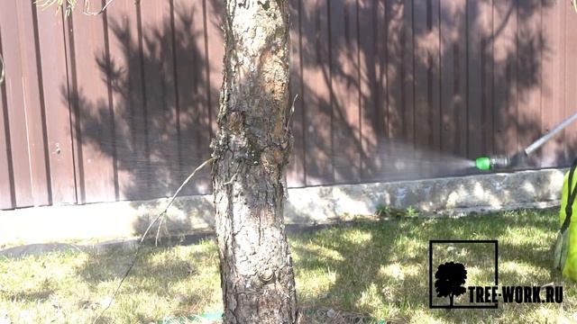 Обработка деревьев от насекомых и вредителей:  обработка елей и сосен от короеда Www.Tree-Work.ru