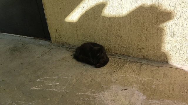 ОТРАВИЛИ КОТА/СТРОЙКА ПРОДОЛЖАЕТСЯ @oksanaNEWLIFE смотреть онлайн