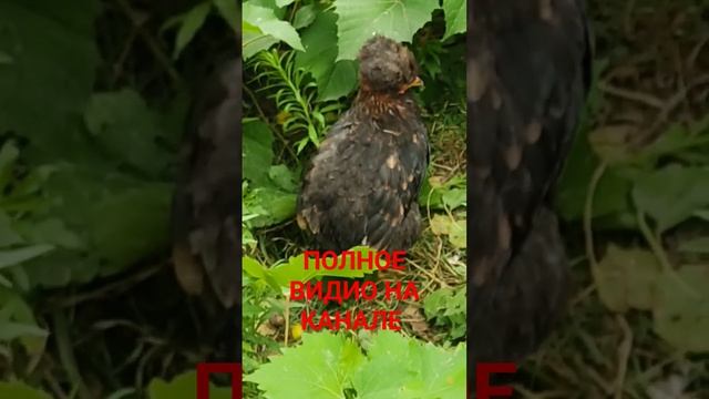 Кудрявый цып @oksanaNEWLIFE #цыплята#куры#приколысживотными смотреть онлайн