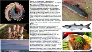 СНАСТЬ НА ПЕЛИНГАСА своими руками...