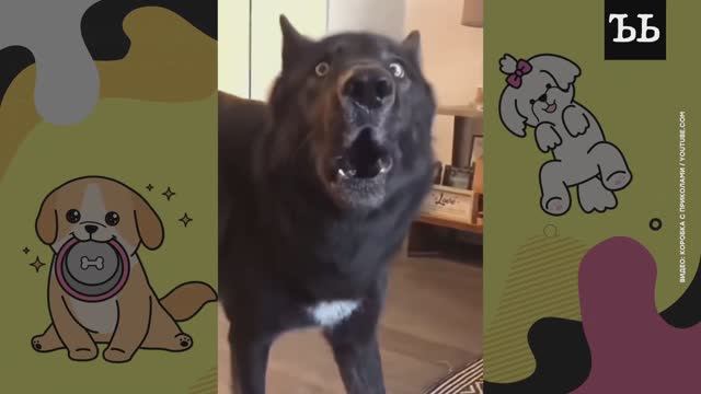 ГОВОРЯЩИЕ СОБАКИ || Их научили разговаривать с помощью кнопок смотреть онлайн