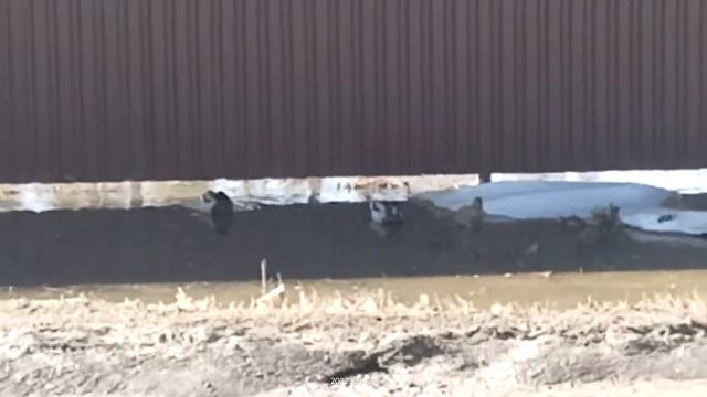 Утки. Трио смотреть онлайн